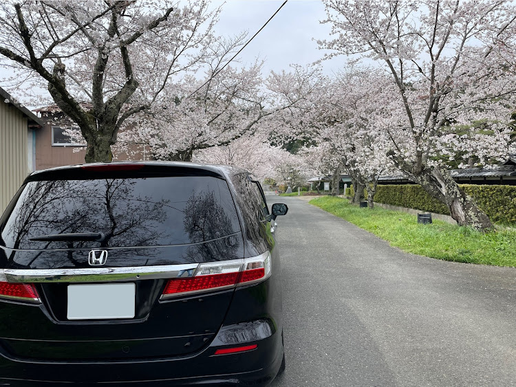 オデッセイのサクラと愛車・オデッセイrb3に関するカスタム事例の投稿画像2枚目