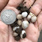 Brown Anole Eggs