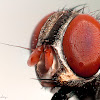 Housefly