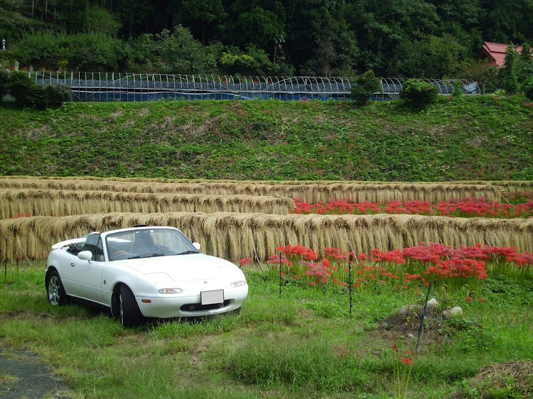 ロードスターのNAロードスター・彼岸花・ロードスターがある風景・投稿の秋に関するカスタム事例の投稿画像1枚目
