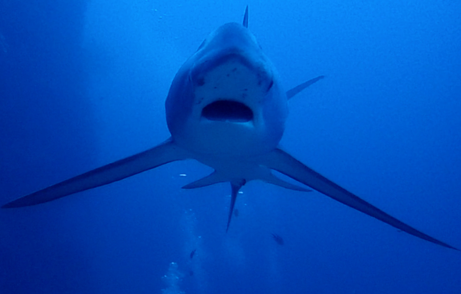 Pelagic Thresher Shark