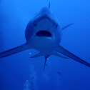 Pelagic Thresher Shark