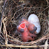 Cardinal chicks