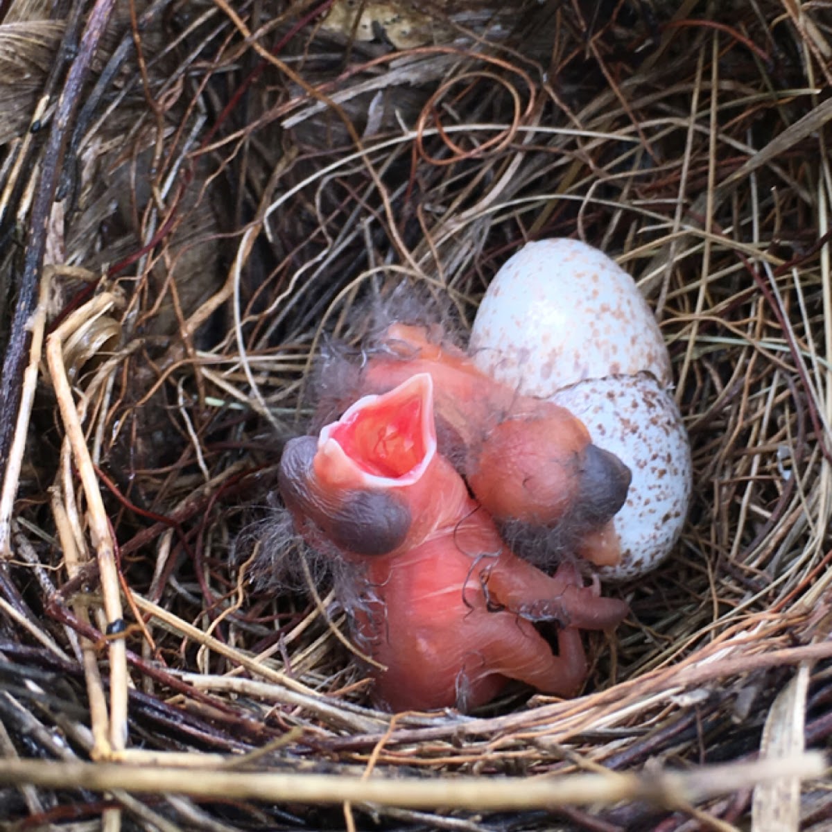 Cardinal chicks