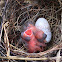 Cardinal chicks