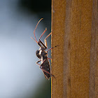 Wheel bug