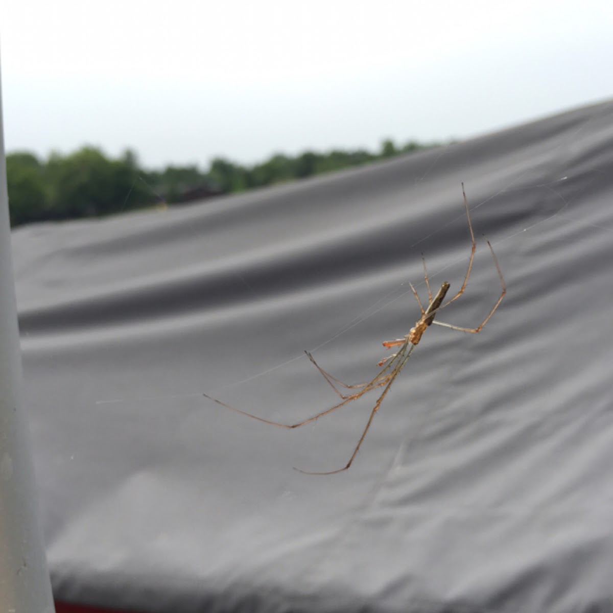 Long-Jawed Orb Weaver