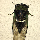 Swamp Cicada