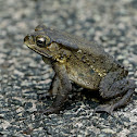 Asian Toad