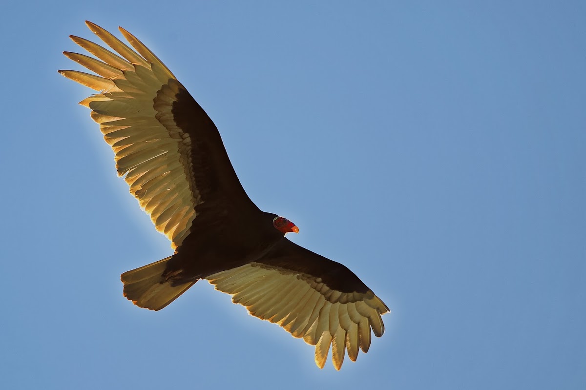 Urubu-de-cabeça-vermelha (Turkey Vulture)