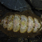 Hind’s Hairy Chiton