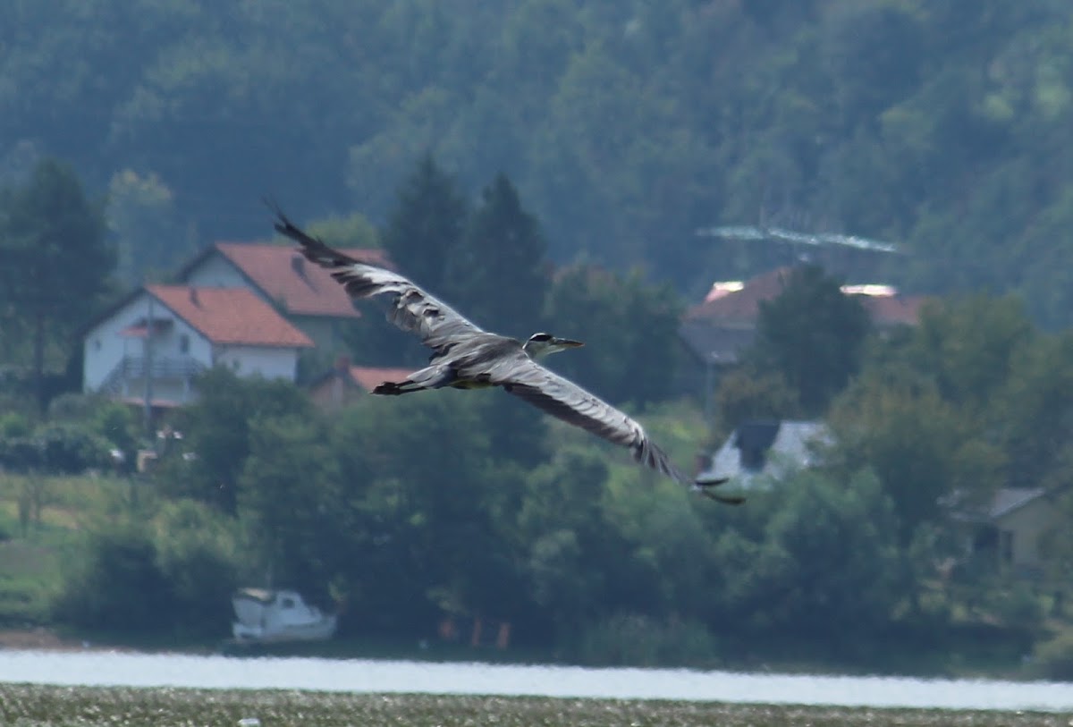 Grey heron