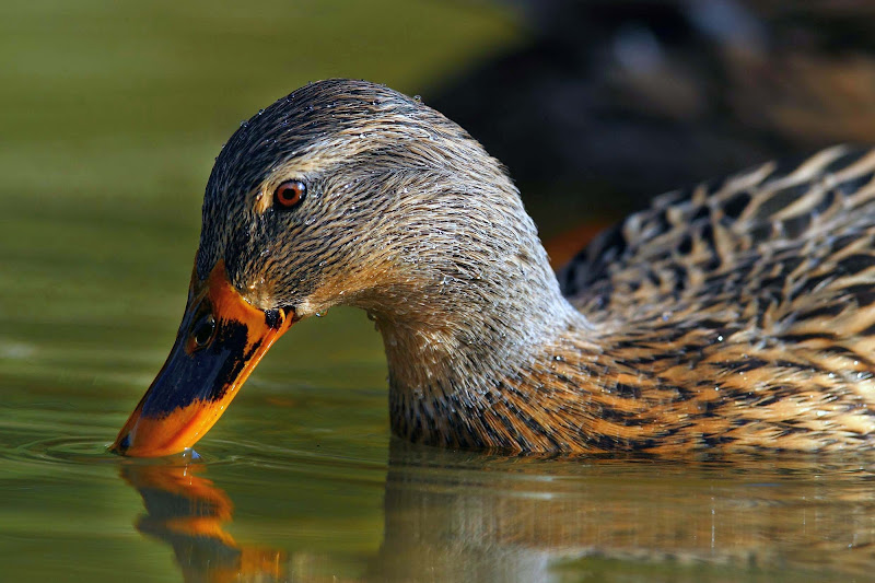 La mia punta arancio. di utente cancellato