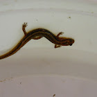 Southern Two Lined Salamander