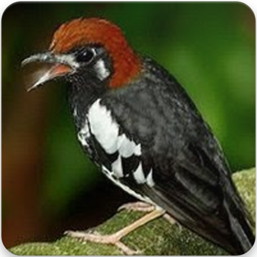 About Suara Burung Anis Kembang Masteran Anis Kembang Google