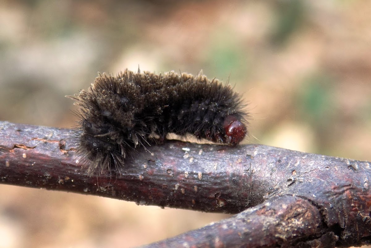 Nine-spotted moth