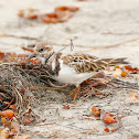 Ruddy Turnstone