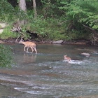 White-tailed Deer