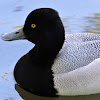 Scaup (Male)