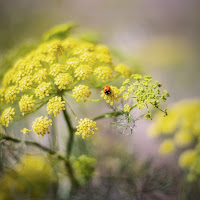 Un mondo più verde e giallo  di 