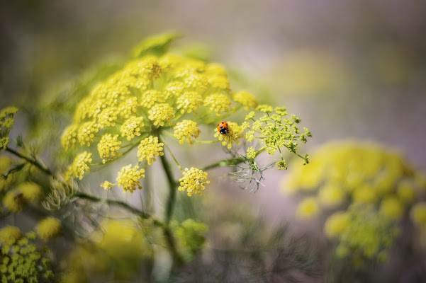 Un mondo più verde e giallo  di MarcoEmanueleMatta