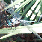 Great Blue Skimmer