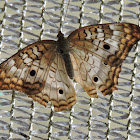 White peacock