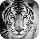 Download White Tiger Wallpaper HD For PC Windows and Mac 1.0.0