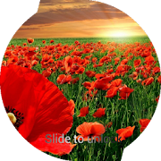 Poppies Lock Screen  Icon