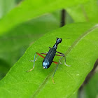 Blue tiger beetle