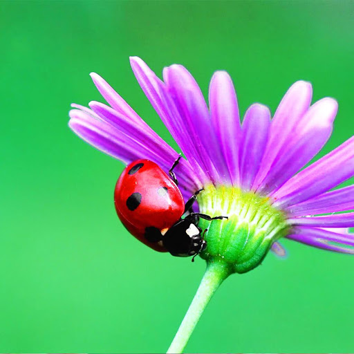 Ladybug HD Live Wallpaper