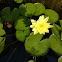 Yellow Lotus