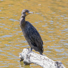 Double Crested Cormorant