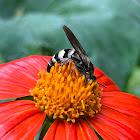 Feather-legged Scolid Wasp