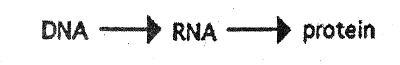 Central Dogma: Flow of Information