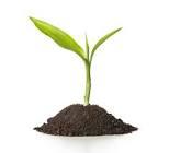 A green plant growing out of dirt

Description automatically generated with low confidence