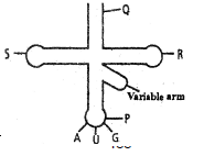 Structure and Role of RNA