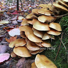 Sulphur Tuft