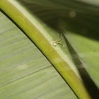 Comb-footed Spider