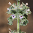 Desert Horehound