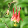 Wild Columbine