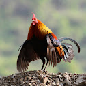 Red Junglefowl