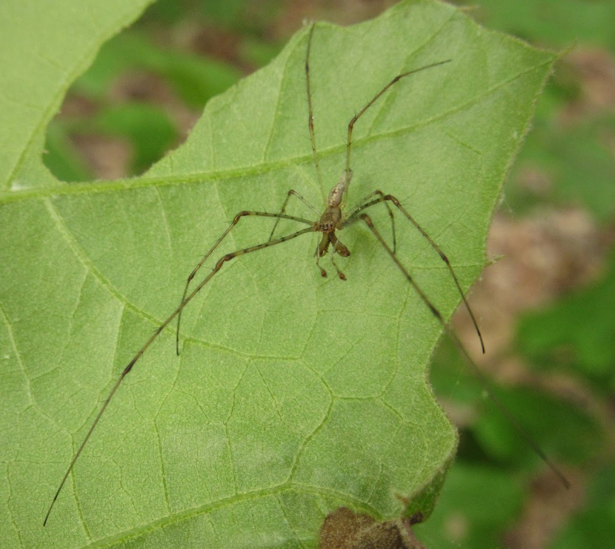 Long-jawed Orbweaver