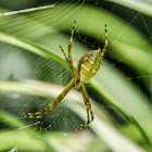 Garden Spider / Aranha-de-Jardim