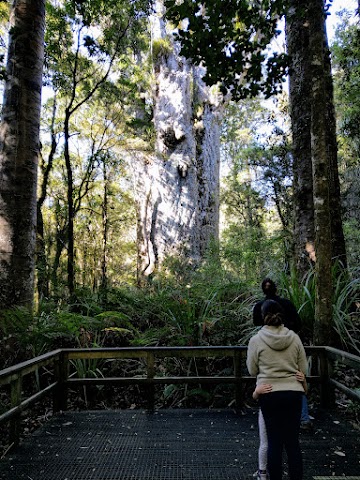 Te Matua Nahere Father of the Forest Northland New Zealand 2nd largest kauri tree