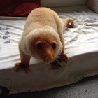 Common spotted cuscus