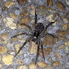 Wolf Spider female with young