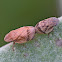 Spittlebug