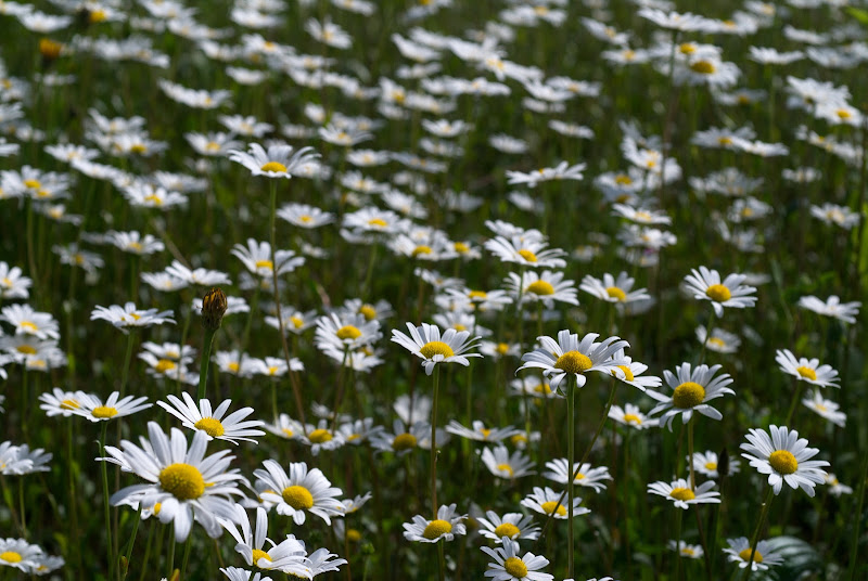 La primavera nei prati di -Os-