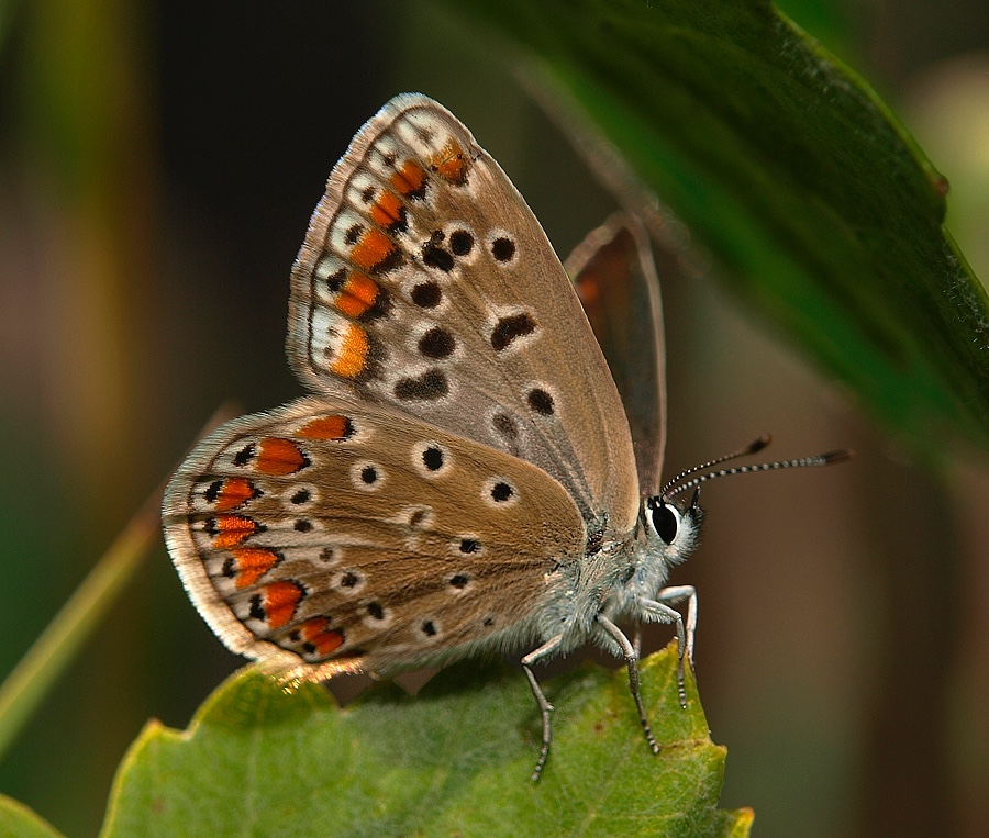 Mariposa (Common blue)